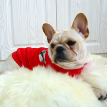 Pet clothes, lawsuits, costumes