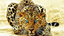 Leopard icon of diamond embroidery full of rhinestone square Diamond Leopard Tiger diamond painting 5d diy cross stitch pattern ZS
