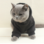 Customized pet clothes with hat text pattern cat dog clothes
