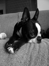 2021 DIY embroidery, 5D,diy diamond painting,Boston Terrier cross stitch, 3D, diamond mosai Pet dog Family decorative painting