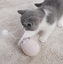 Funny cat artifact cat toys