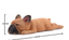 French Bulldog Shiba Inu sleeps series Bulldogs refrigerator stickers strong magnet