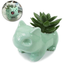 Miao frog seed fleshy ceramic small flower pot