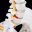 Human spine medical orthopedic bone model