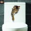 3d animal wall sticker