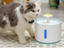 Fashion Automatic 1.6L Flower Style DogKitten Water Drinking Pet Fountain Pet Bowl Drink Dish Filter Orange/Blue/Green