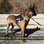 Training dog leash