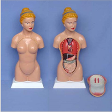 Human anatomy torso model