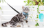 Pet Dog Cat Harness Collar Cute Puppy Jacket Leash Cothes