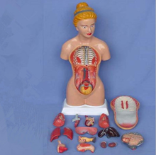 Human anatomy torso model