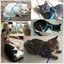 Cat small vest type towing rope
