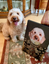 Personalized Pet Canvas Portrait Image Nordic Wall Art Picture