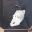 Pet mat, pet car seat