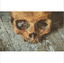 Skull Decorative 30 20