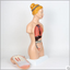Human anatomy torso model