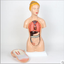 Human anatomy torso model