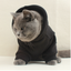 Customized pet clothes with hat text pattern cat dog clothes