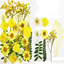 Dry flower embossing material package