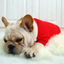 Pet clothes, lawsuits, costumes