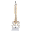 Human spine medical orthopedic bone model