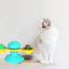 Cat Turntable Cat Windmill Toy Glowing Toy