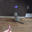 LED projection funny cat flashlight, mouse projection lamp